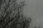 DSC08295.jpg