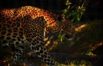 Panther222-800.JPG