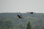 gwo01_t1.jpg