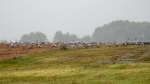gwo08_t1.jpg
