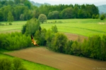 Pustułka  Fot. Piotr