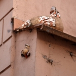 Kliknij, aby zobaczyć. kura_t1.jpg