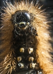 Kliknij, aby zobaczyć. predator_t1.jpg