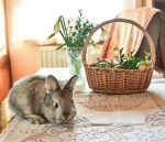 adobephotoshopexpress_0bc40f9794334b958b0d2fdc4e654690_t1.jpg