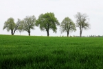 img_8227a_t1.jpg