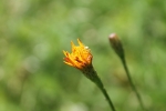 img_6044_t1.jpg