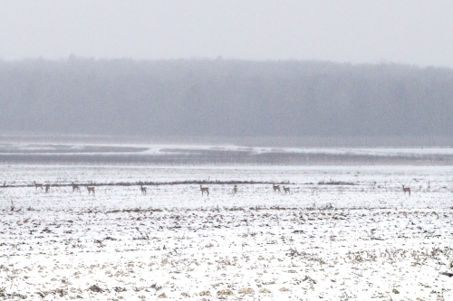 dsc_7195m.jpg