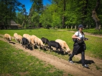 Pastuszka  Fot. Lech