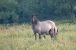 Konik Polski  Fot. GrzesiekW