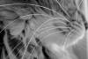 dsc00647_t1.jpg