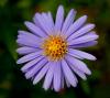 dsc06671_t1.jpg
