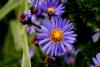 dsc06675_t1.jpg