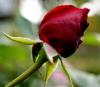 dsc06684_t1.jpg