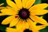 dsc06693_t1.jpg