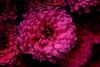 dsc07100_t1.jpg
